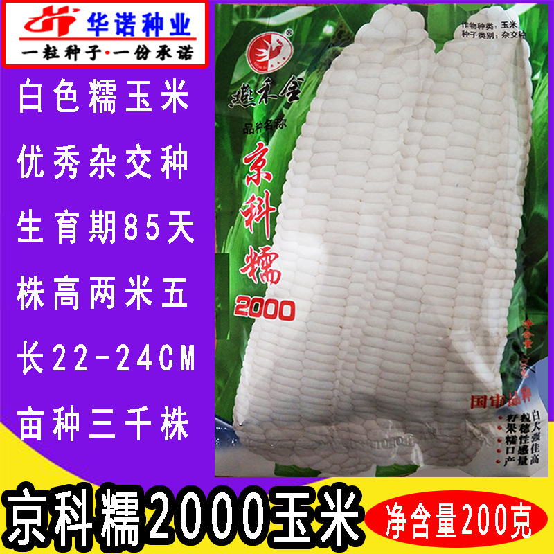 京科糯2000玉米
