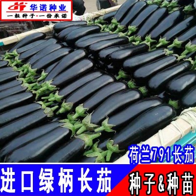 荷兰791F1绿柄长茄子种子白肉长茄籽黑又亮绿把长茄种籽种苗四季