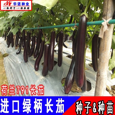 荷兰791F1绿柄长茄子种子白肉长茄籽黑又亮绿把长茄种籽种苗四季图4