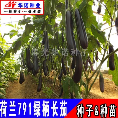 荷兰791F1绿柄长茄子种子白肉长茄籽黑又亮绿把长茄种籽种苗四季图2