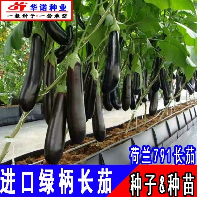荷兰791F1绿柄长茄子种子白肉长茄籽黑又亮绿把长茄种籽种苗四季图3
