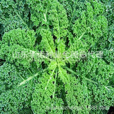 荷兰引进蔬菜种子秋冬季甘蓝盆栽观赏食用叶牡丹东升羽衣甘蓝种子图4