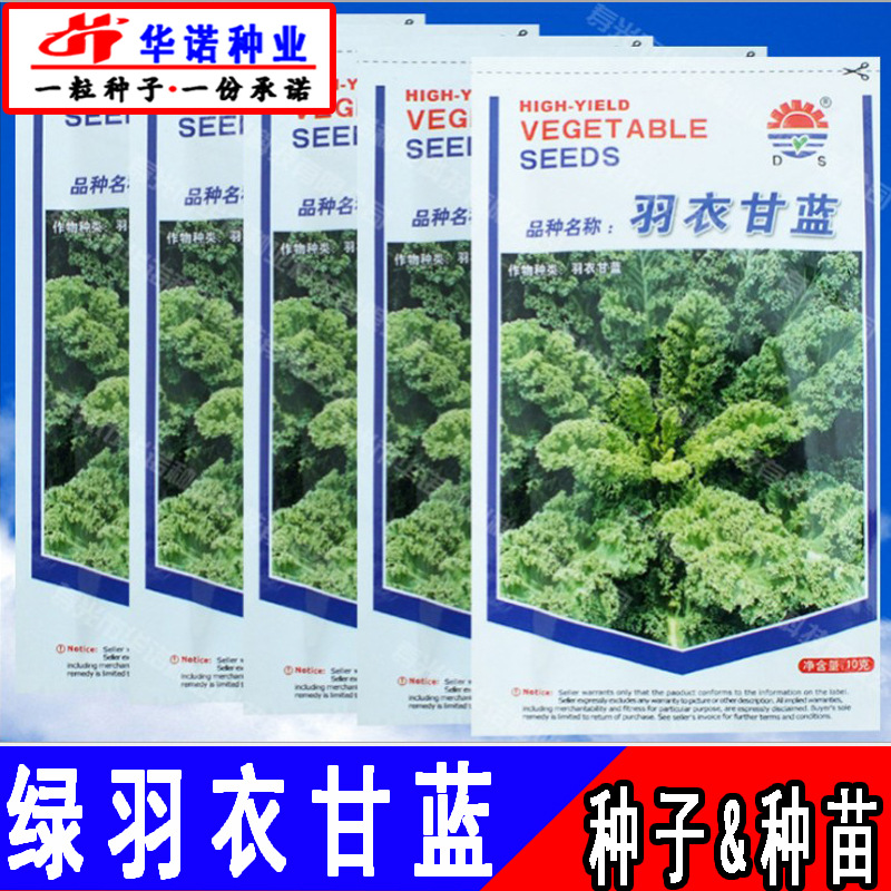 羽衣甘蓝1