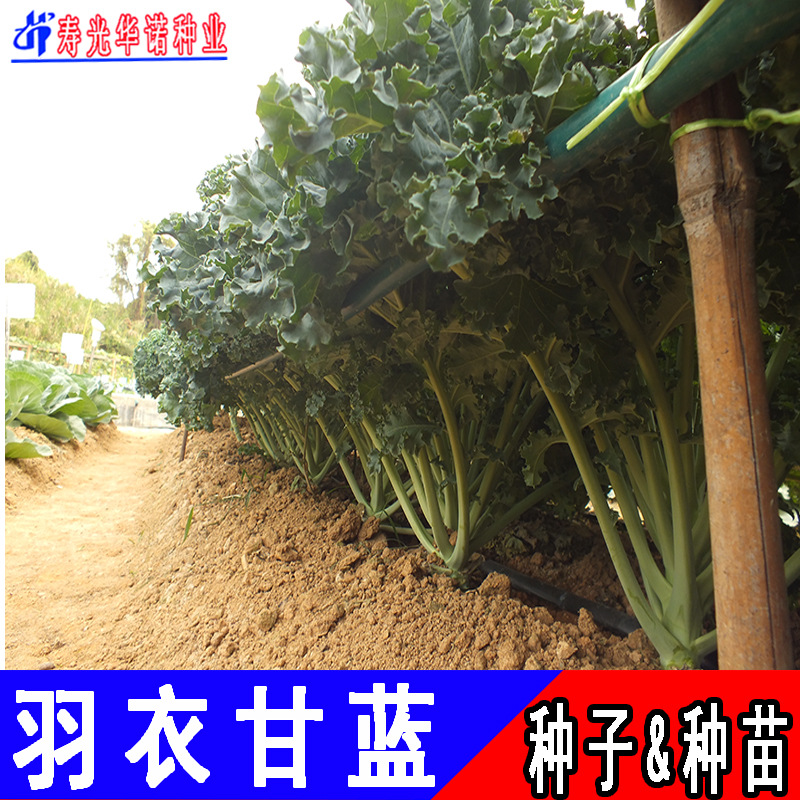 羽衣甘蓝3
