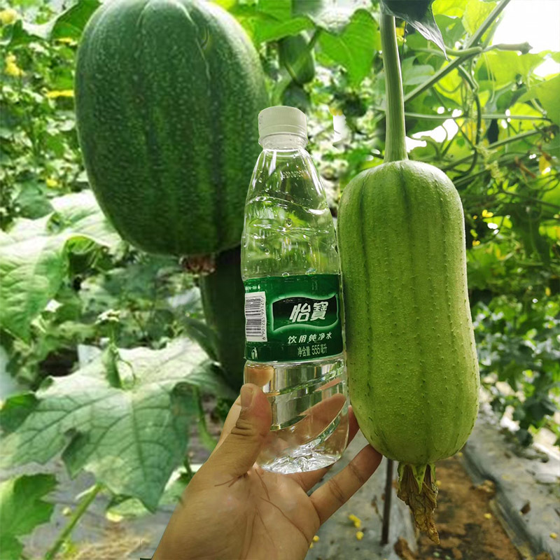 苹果丝瓜3