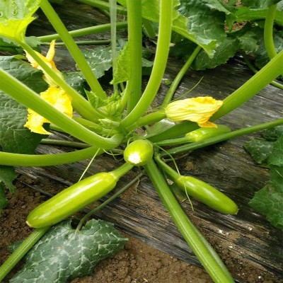 蔬菜种子 越夏西葫芦种子 西葫芦夏丰厂家销售批发蔬菜种子、种苗图4