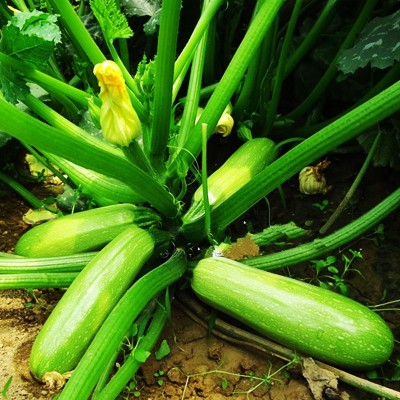 蔬菜种子 越夏西葫芦种子 西葫芦夏丰厂家销售批发蔬菜种子、种苗图2