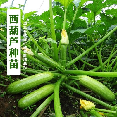 蔬菜种子 越夏西葫芦种子 西葫芦夏丰厂家销售批发蔬菜种子、种苗