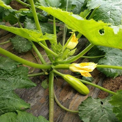 蔬菜种子 越夏西葫芦种子 西葫芦夏丰厂家销售批发蔬菜种子、种苗图3
