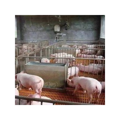 四川三元仔猪价格重庆三元仔猪苗批发基地四川省黑猪苗批发价格图4