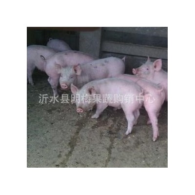四川三元仔猪价格重庆三元仔猪苗批发基地四川省黑猪苗批发价格图2