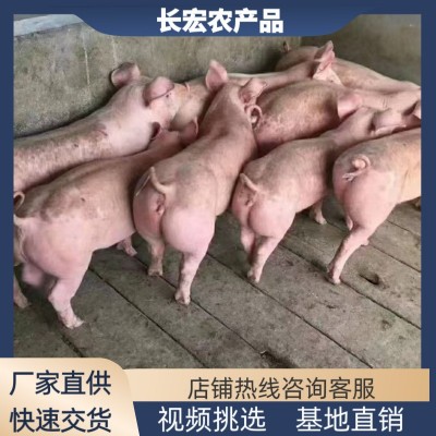 四川三元仔猪价格重庆三元仔猪苗批发基地四川省黑猪苗批发价格图3