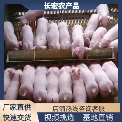 山西仔猪苗批发价格山西三元崽猪苗猪基地山西黑猪崽黑猪苗价格