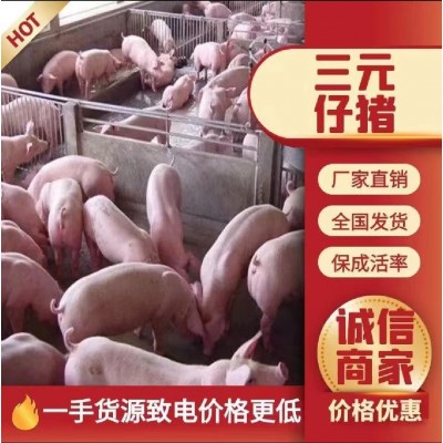 江苏三元仔猪黑猪苗价格河南三元猪苗价格江西湖北三元仔猪价格图1