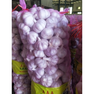 大蒜产地直销，工厂直供红蒜、杂交蒜、紫皮蒜和纯白大蒜，量大优