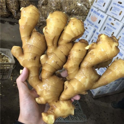 山东安丘生姜老姜现挖大黄姜老母姜新鲜蔬菜月子姜非小黄姜蔬菜图2