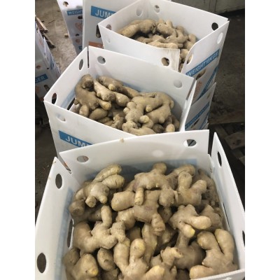 山东安丘生姜老姜现挖大黄姜老母姜新鲜蔬菜月子姜非小黄姜蔬菜图4