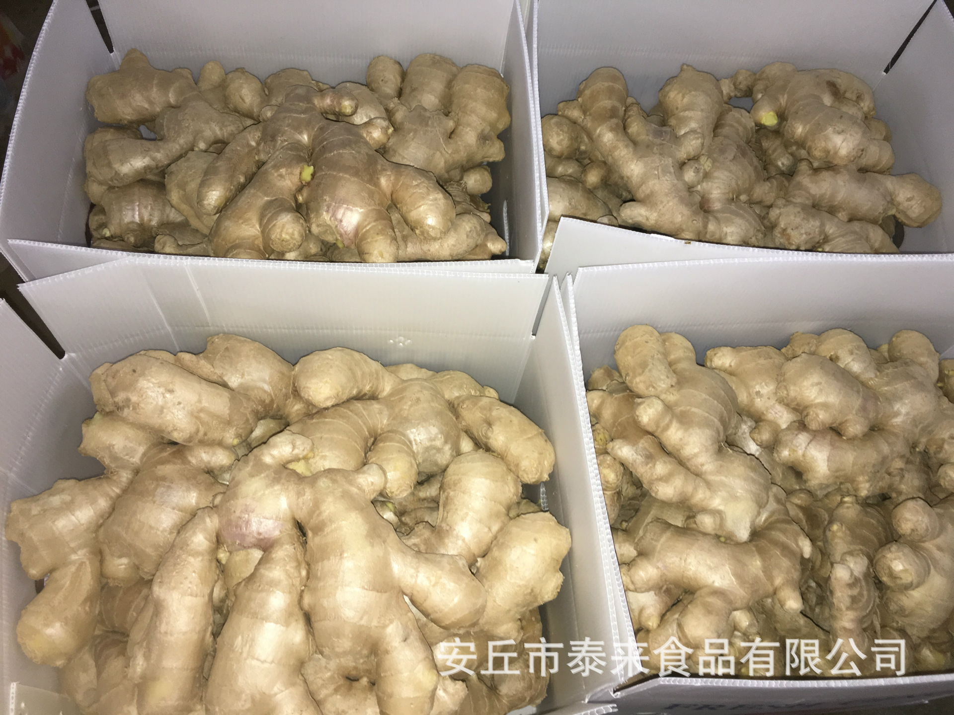 泰来食品生姜加工