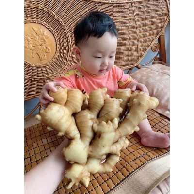安丘生姜保鲜姜风干姜图2