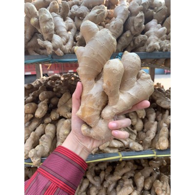 安丘生姜保鲜姜风干姜图3