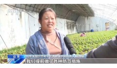确保蔬菜“温暖”过冬，这些地方“蔬”写“棚”勃发展