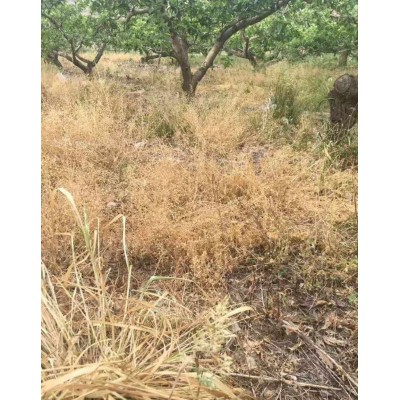 灭草剂滴酸草甘膦除草剂荒地沟渠田埂牛筋草小飞蓬芦苇死根烂根剂图4
