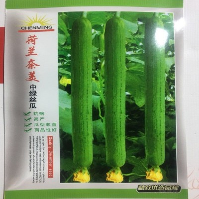 荷兰奈美中绿丝瓜种子 长肉丝瓜 早熟丰产四季蔬菜