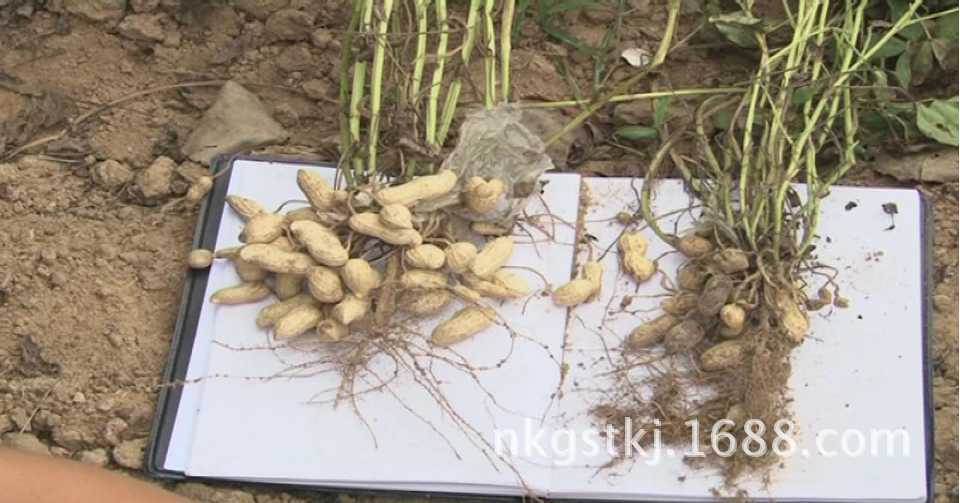 农科谷生产直供根瘤菌大豆花生紫云英豆科作物适用