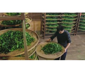 采茶、炒茶、品茶……揭开中国最传统古法制茶的神秘面纱