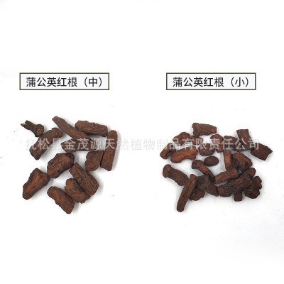 蒲公英红茶根茶 长白山蒲公红根 大中小红茶根 量大批发厂家货源图5