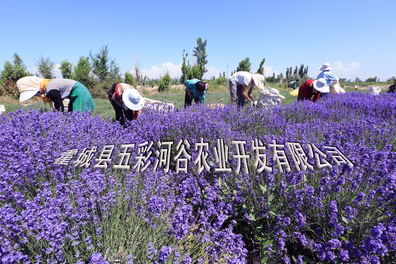干活1