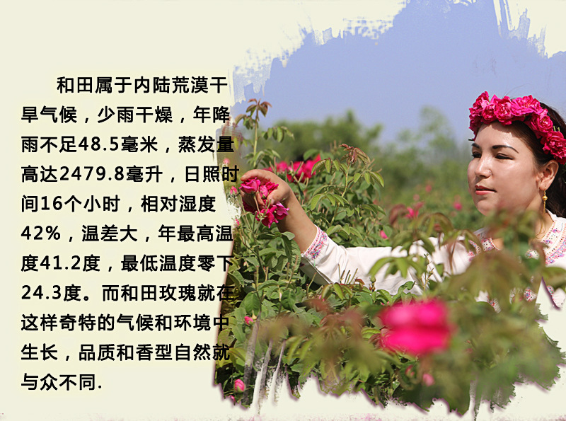玫瑰_01_02