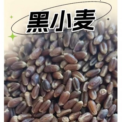 产地工厂 现货直发 黑小麦 黑麦米 山东黑麦 河南黑麦 东北黑麦图5