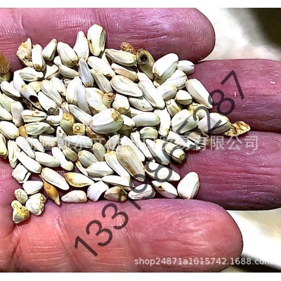 新疆特级红花籽 红花子白瓜籽白瓜 出油率29% 亚油酸79%图2