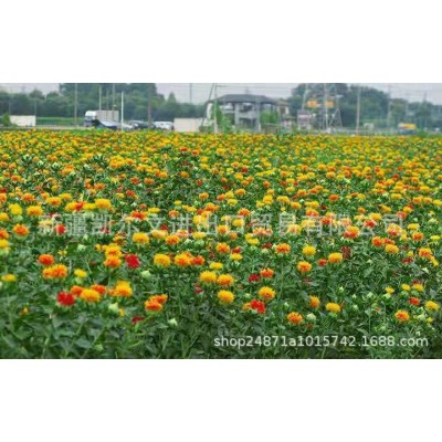新疆特级红花籽 红花子白瓜籽白瓜 出油率29% 亚油酸79%图3