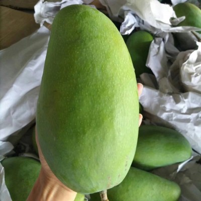 越南大青芒大金煌芒特大芒果新鲜当季水果芒果一件代发图2