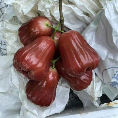 海南黑金刚莲雾新鲜水果非泰国莲雾当季水果顺丰包邮一级脆甜雾莲图4
