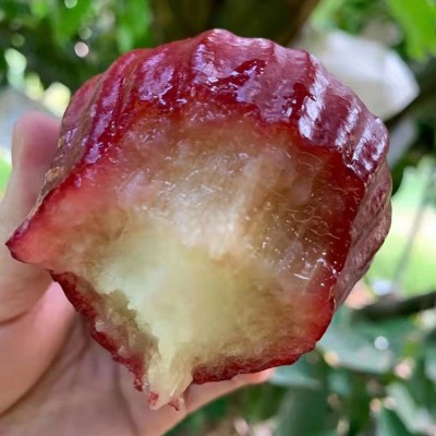 海南黑金刚莲雾新鲜水果非泰国莲雾当季水果顺丰包邮一级脆甜雾莲图3