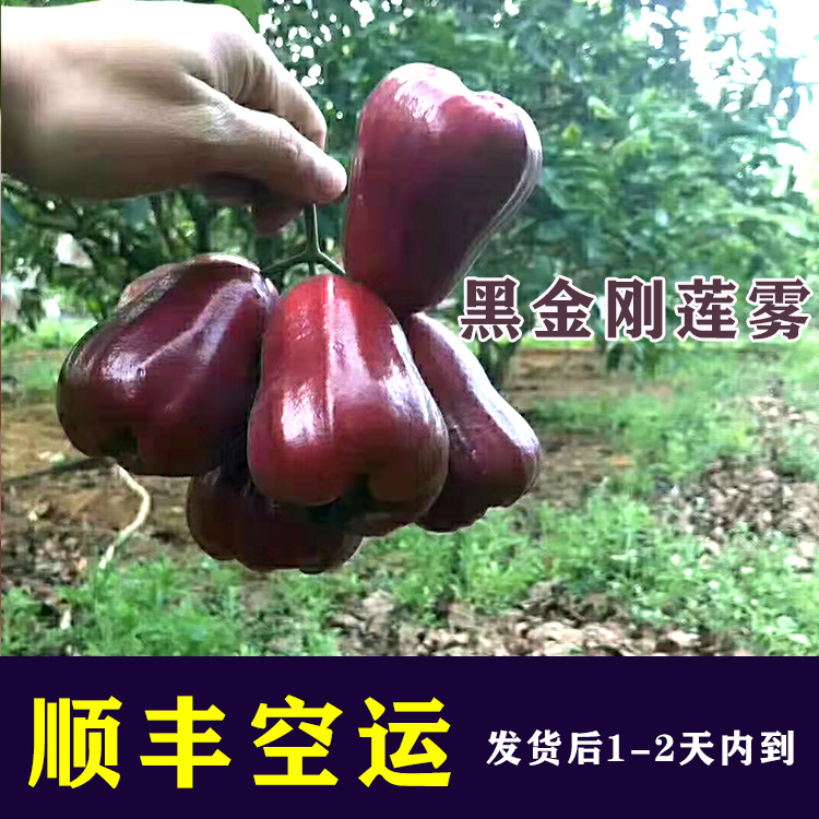 莲雾主图