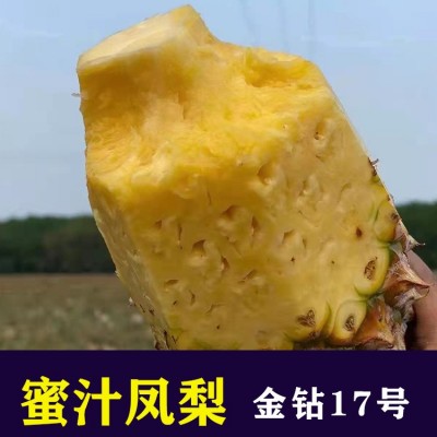 海南金钻凤梨17号新鲜水果当季无眼菠萝整箱顺丰快递5斤现摘图1