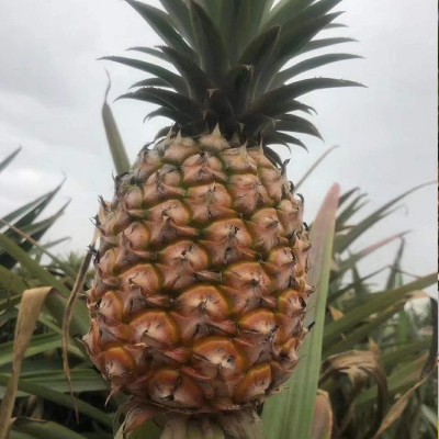 海南金钻凤梨17号新鲜水果当季无眼菠萝整箱顺丰快递5斤现摘图4