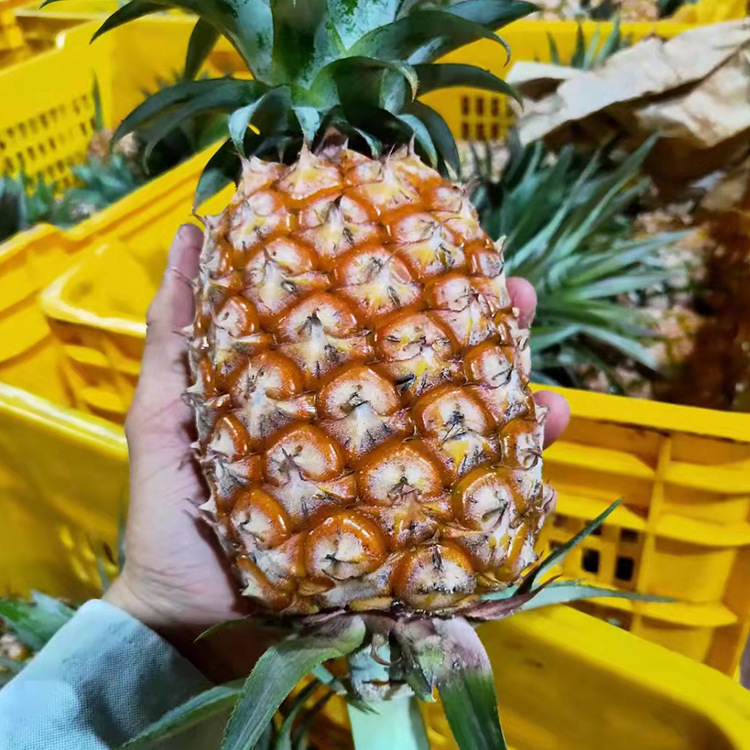 二哥和