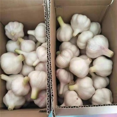 丰德利农贸 常年代收代储批发大蒜产地直接发图2