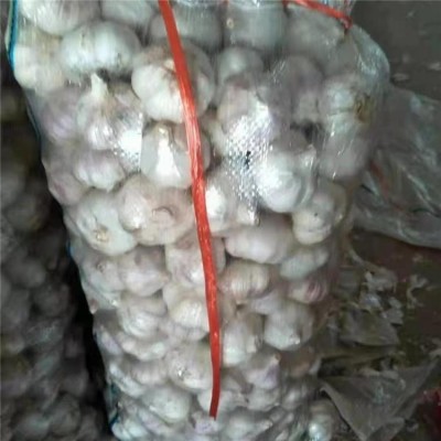丰德利新鲜大蒜代存 天然有机 无虫害 批发厂家图5