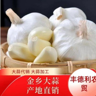 丰德利新鲜大蒜代存 天然有机 无虫害 批发厂家