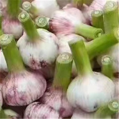 丰德利新鲜大蒜代存 天然有机 无虫害 批发厂家图4