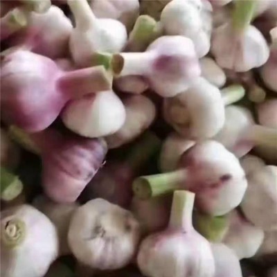 丰德利新鲜大蒜代存 天然有机 无虫害 批发厂家图3