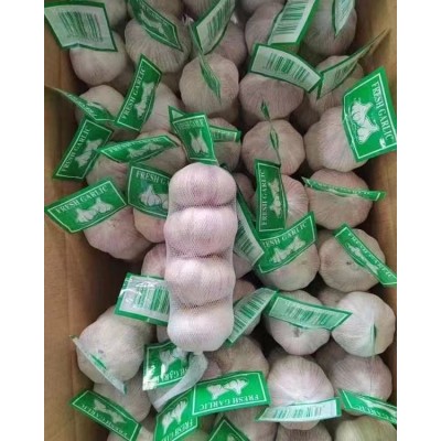 丰德利新鲜有机大蒜 颗粒饱满 水分充足 可大量采购图2