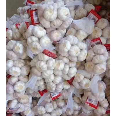 丰德利新鲜有机大蒜 颗粒饱满 水分充足 可大量采购