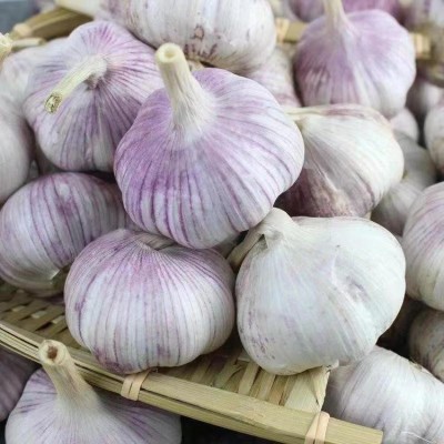 丰德利新鲜有机大蒜 颗粒饱满 水分充足 可大量采购图5